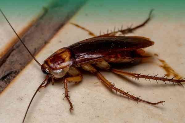 General Pest Control